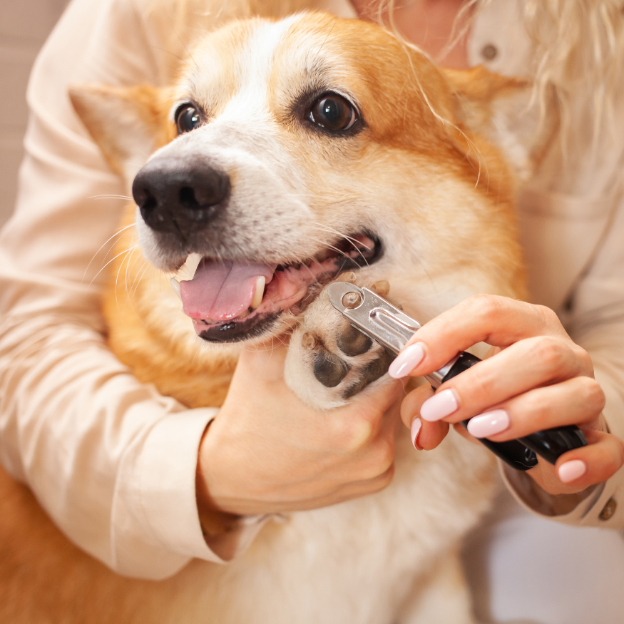 Pet care / رعاية الحيوانات الأليفة